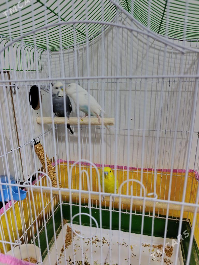 WALNİSTİ POPUGAY - Мир 8 - img 1