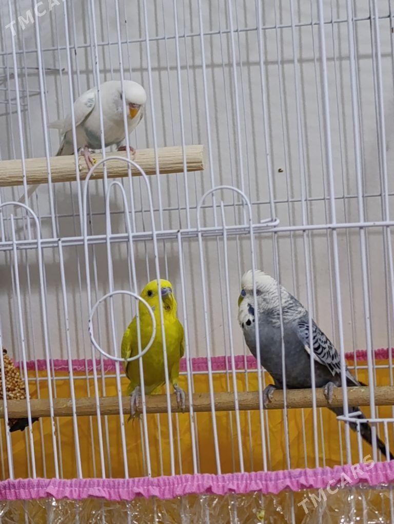 WALNİSTİ POPUGAY - Мир 8 - img 3