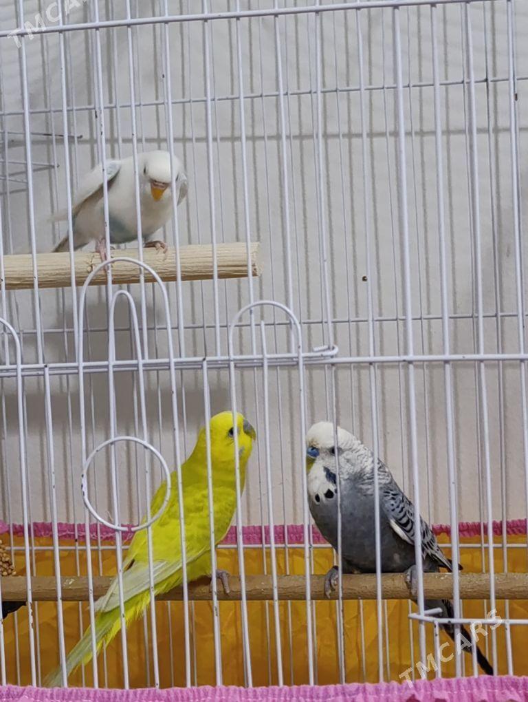 WALNİSTİ POPUGAY - Мир 8 - img 2