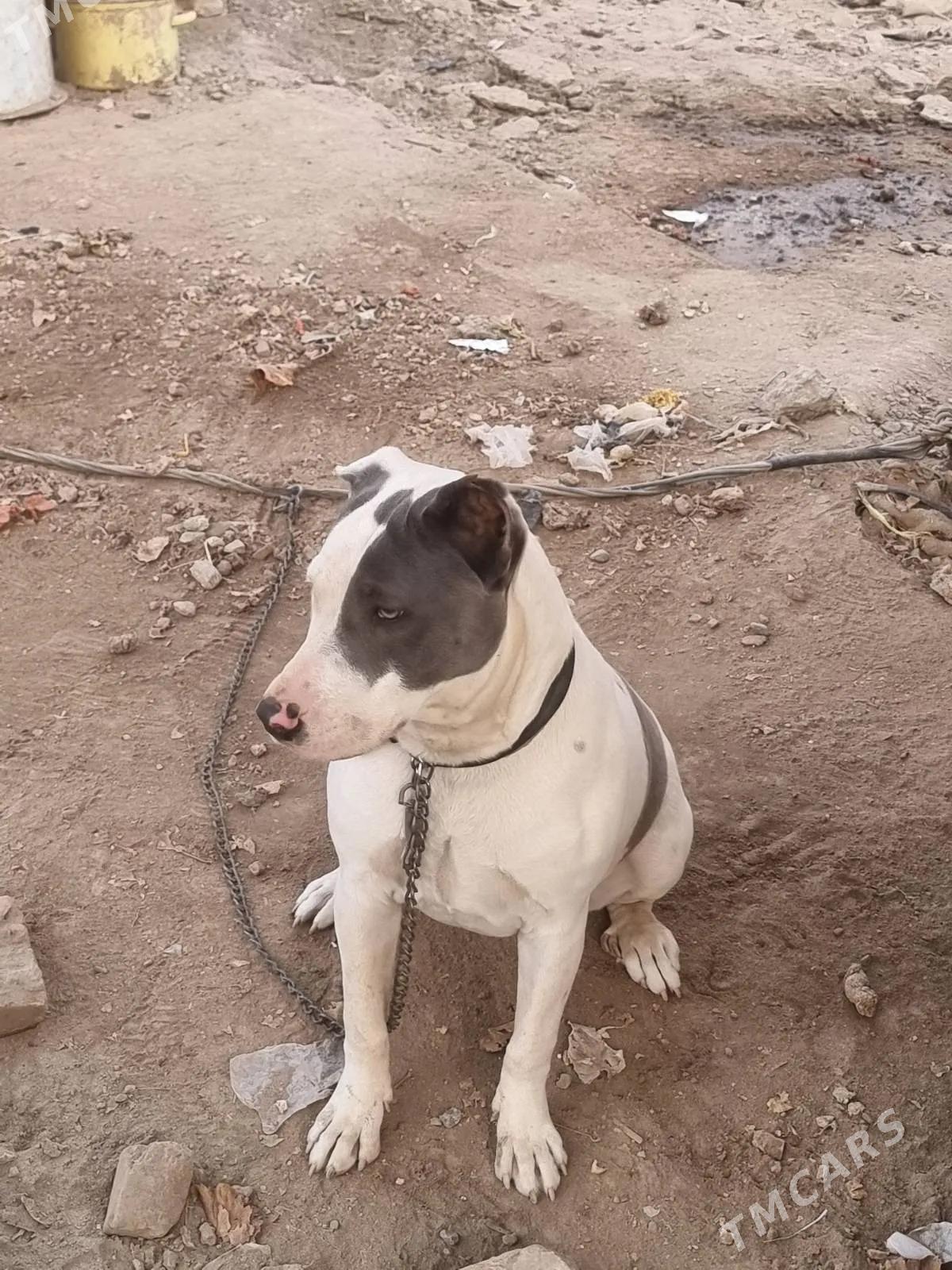 Питбуль - Туркменабат - img 3