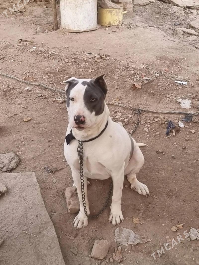 Питбуль - Туркменабат - img 2