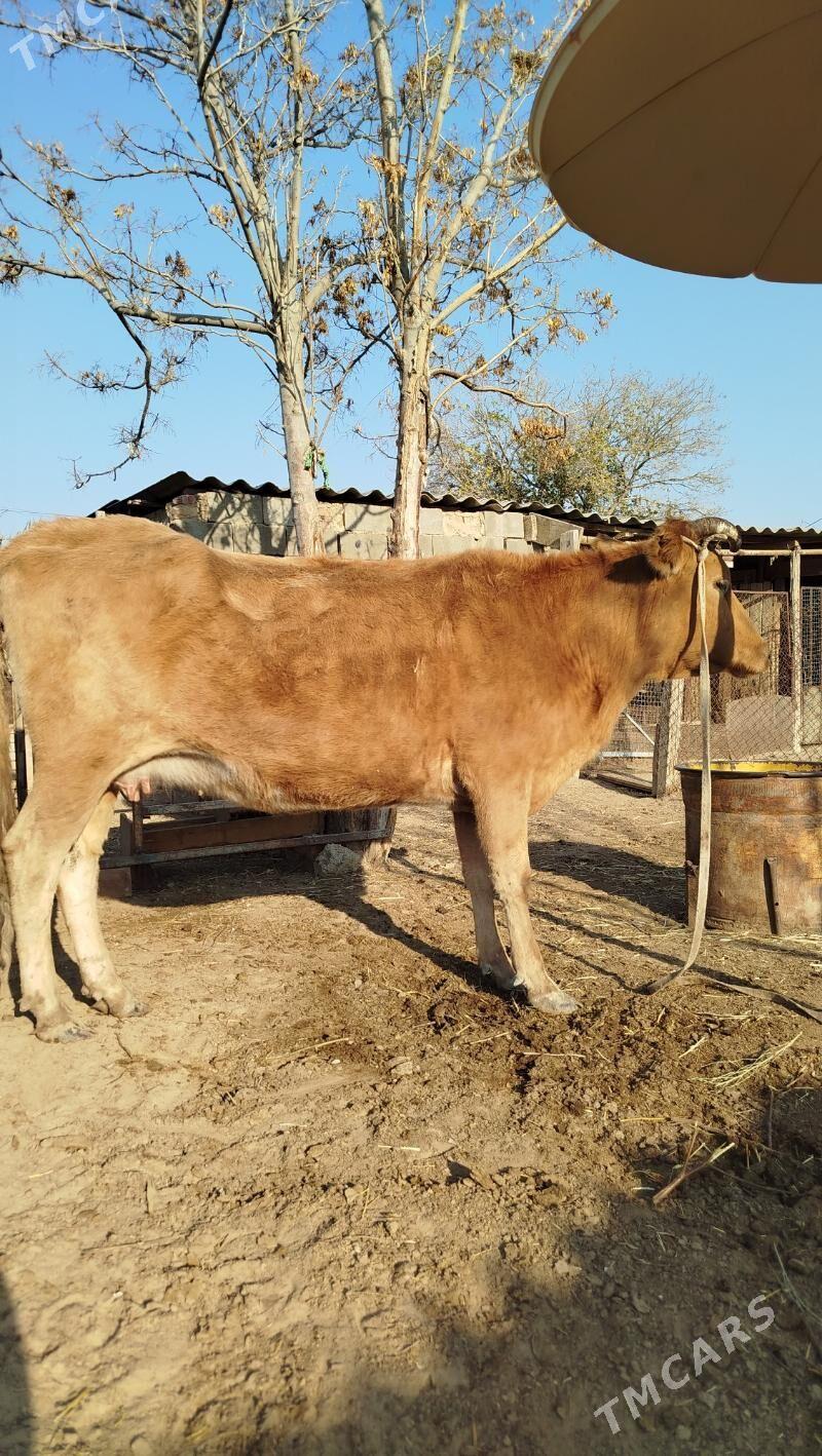 gysyr sygyr - Берекет - img 4