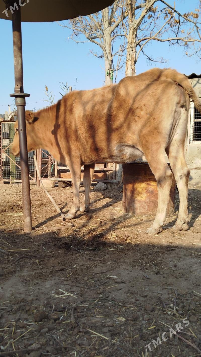 gysyr sygyr - Берекет - img 3