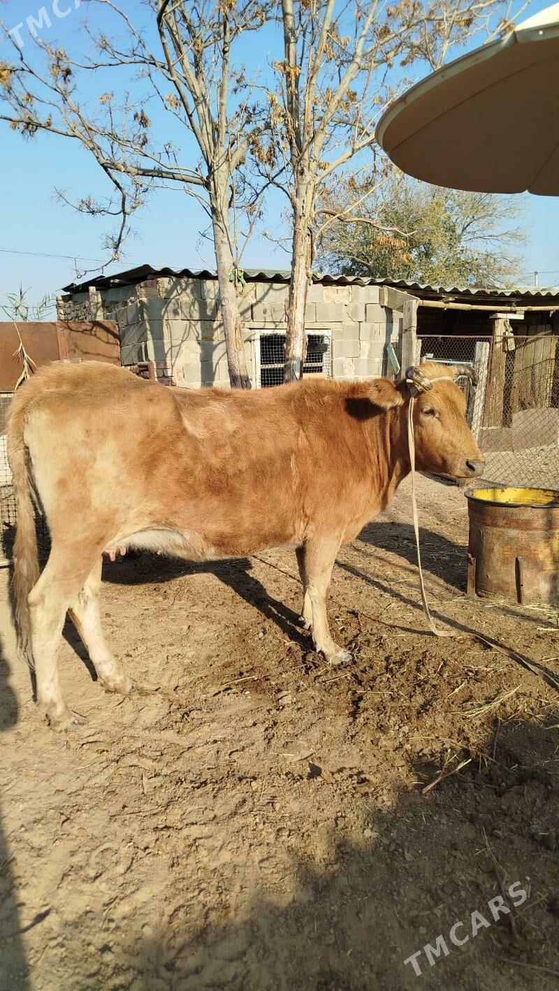 gysyr sygyr - Берекет - img 2