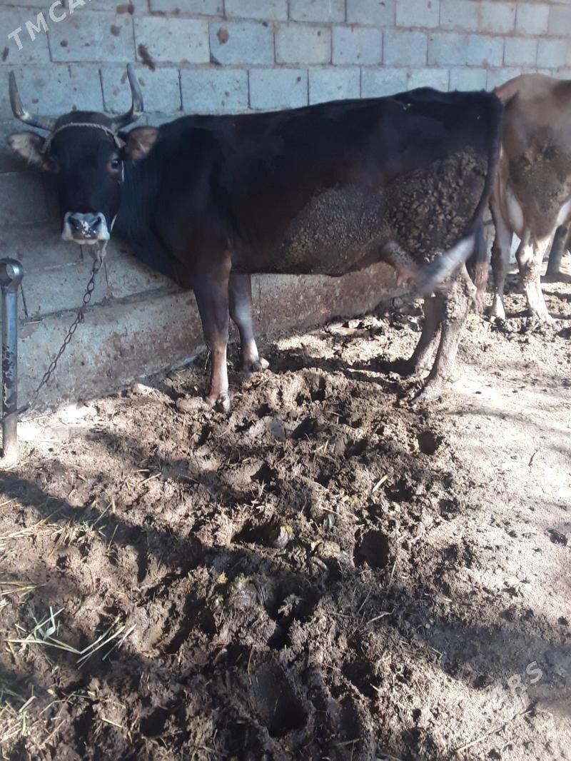 Gölleli  sygyr - Gökdepe - img 2