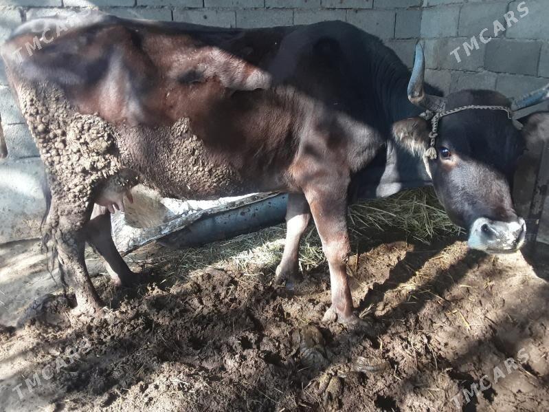 Gölleli  sygyr - Gökdepe - img 4