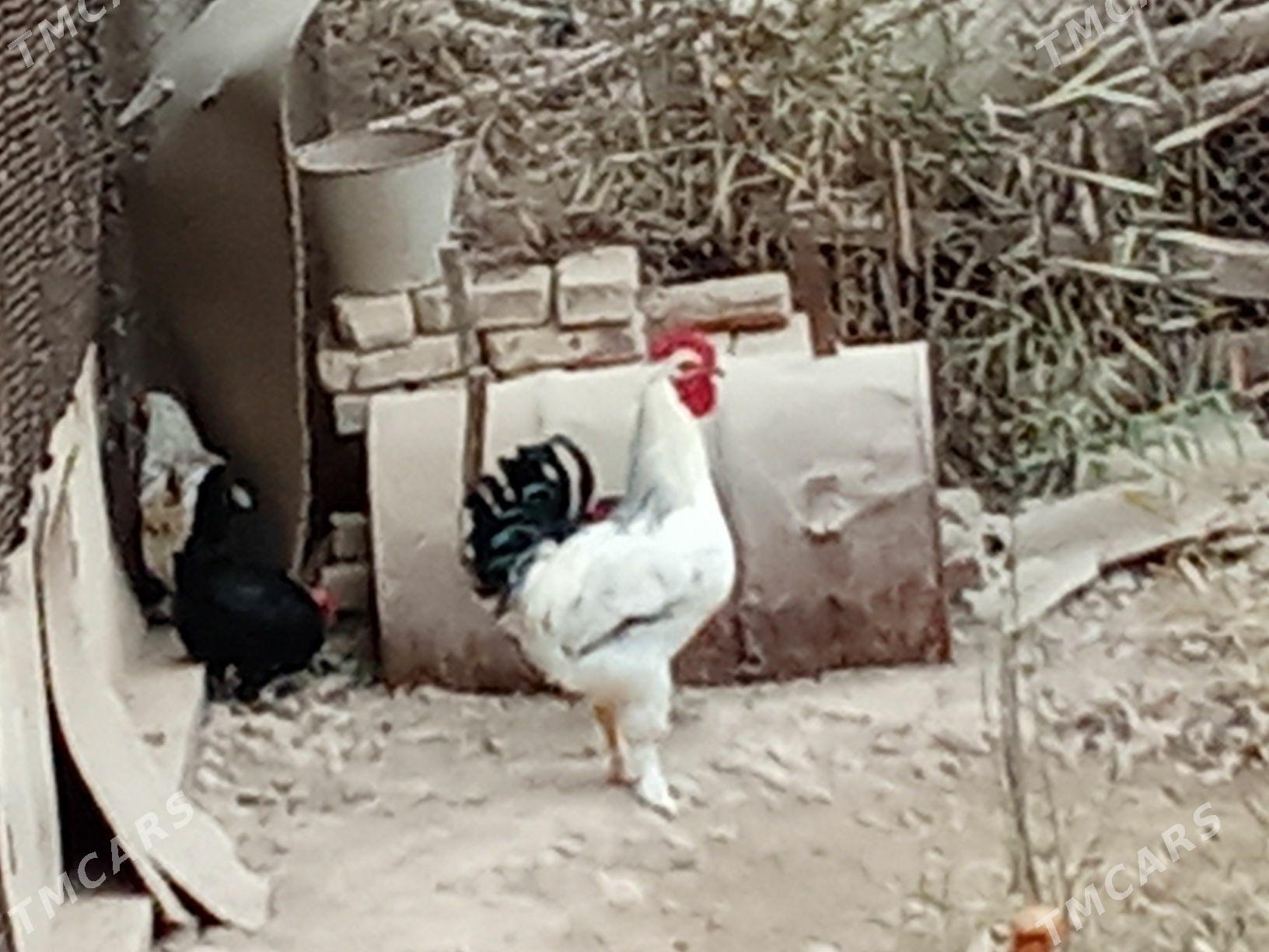 Gigant Horaz - Байрамали - img 3