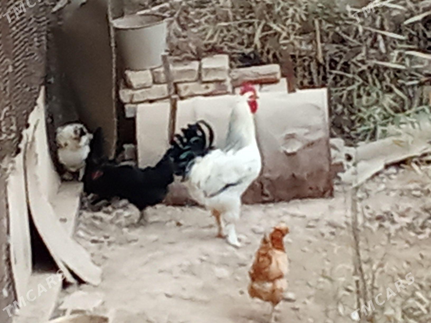 Gigant Horaz - Байрамали - img 2