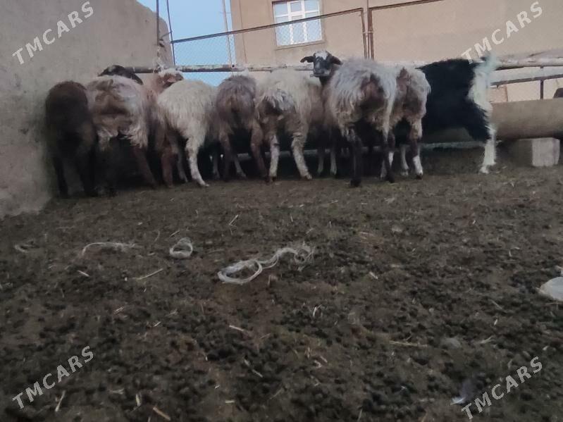 Goýun - Бахарден - img 2