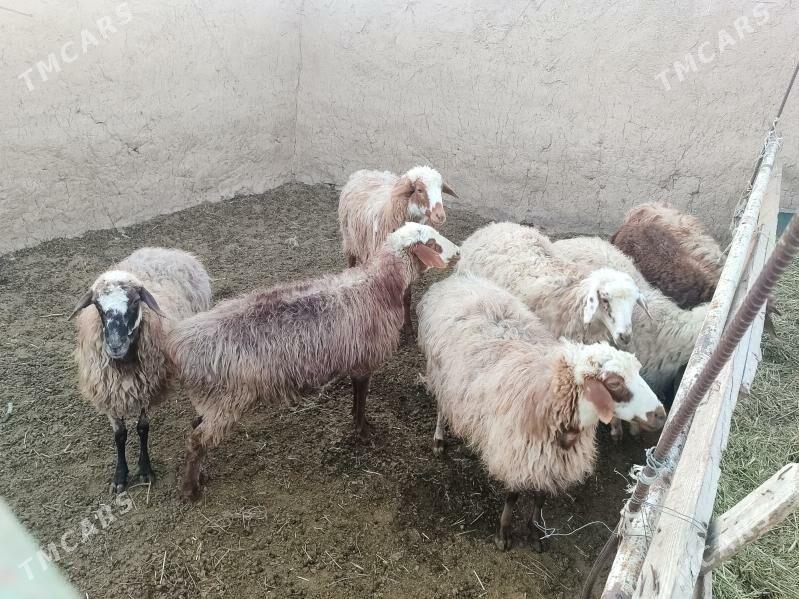 Goýun - Бахарден - img 3