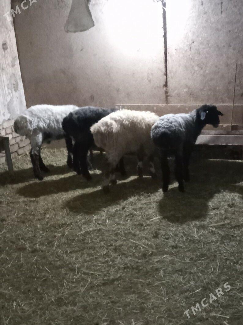 Бичик - Туркменгала - img 1