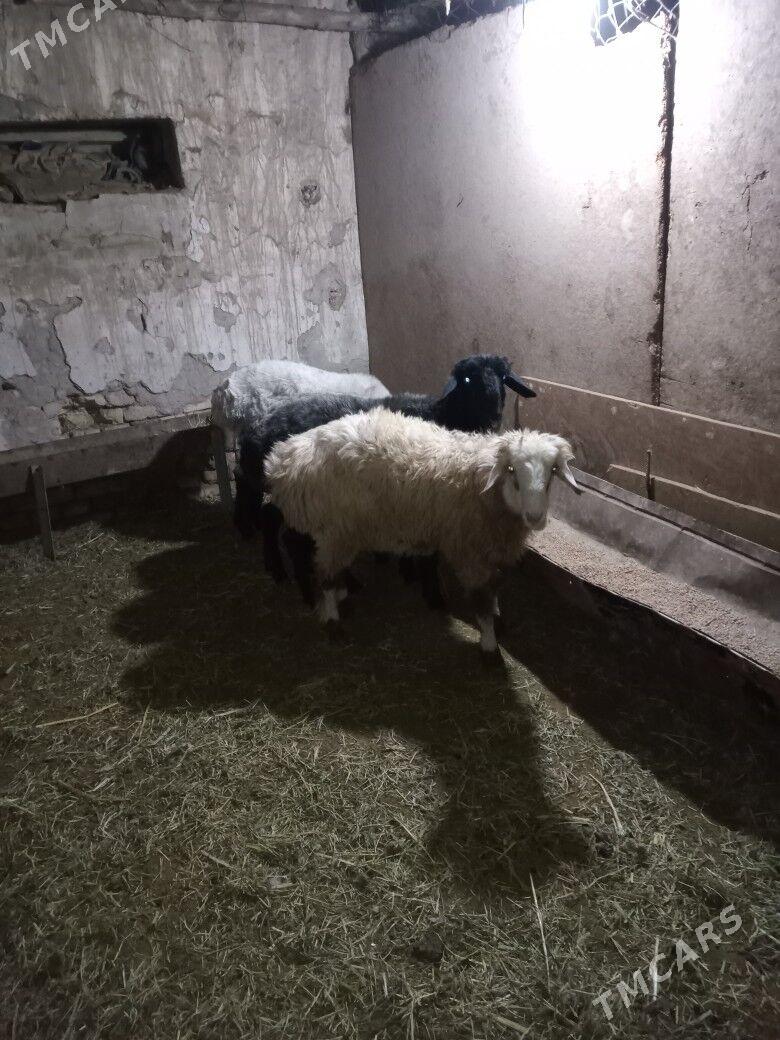 Бичик - Туркменгала - img 2