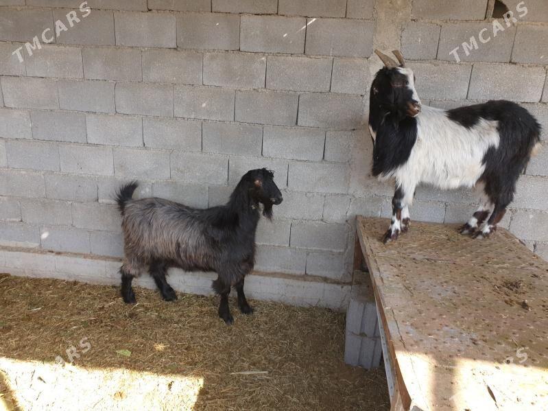 geci - Херрикгала - img 1