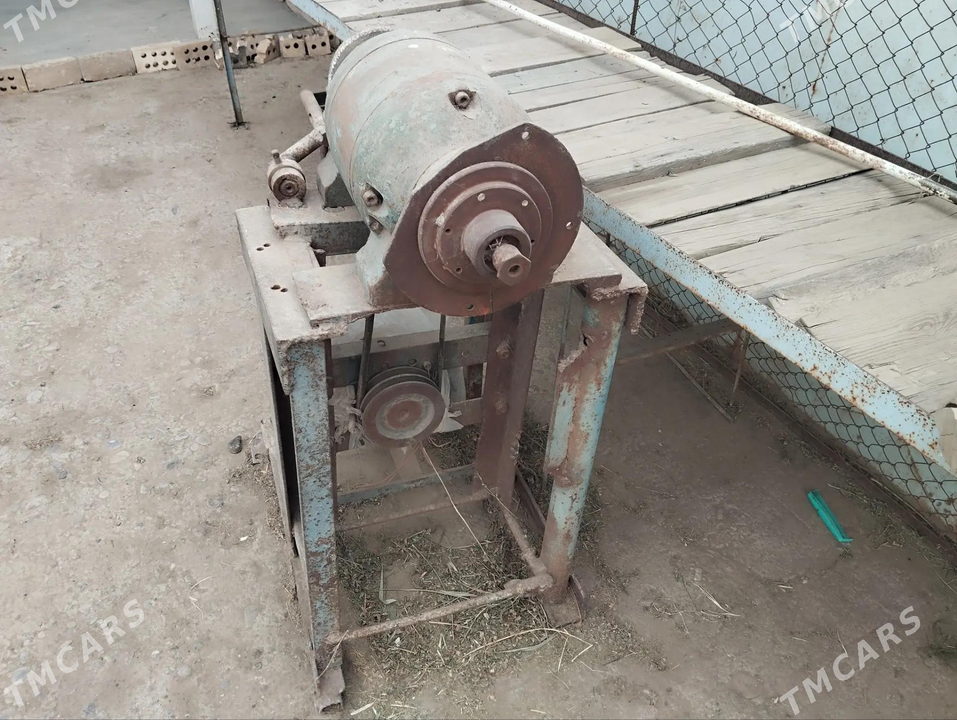 taçila - Murgap - img 2