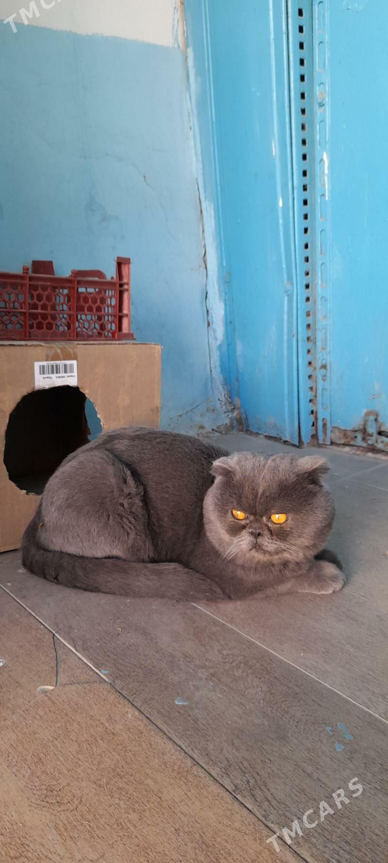 пристраивается кот - Ашхабад - img 2
