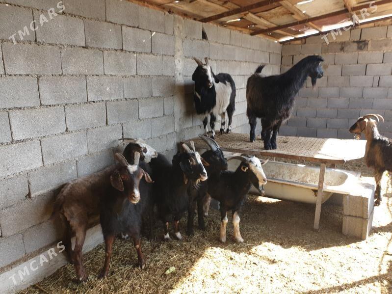 geci - Херрикгала - img 3