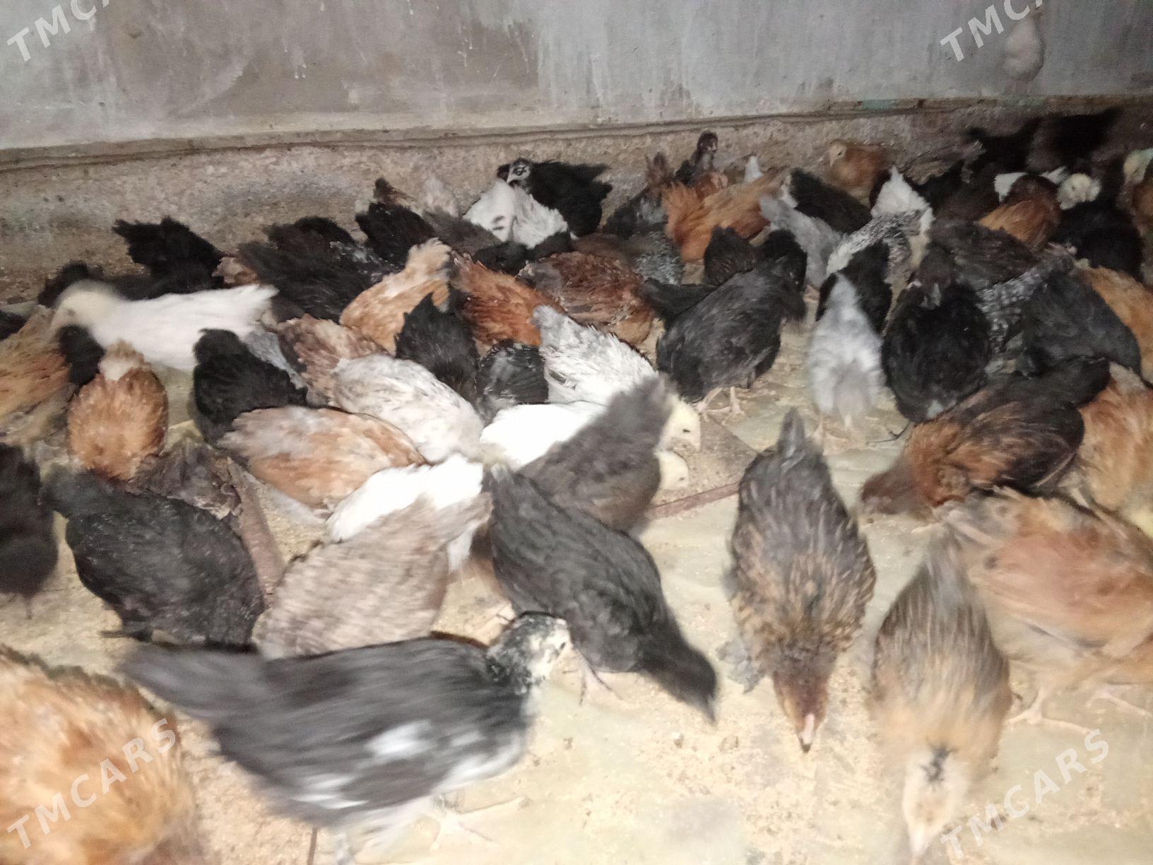 Balakly Jüýjüler - Байрамали - img 2