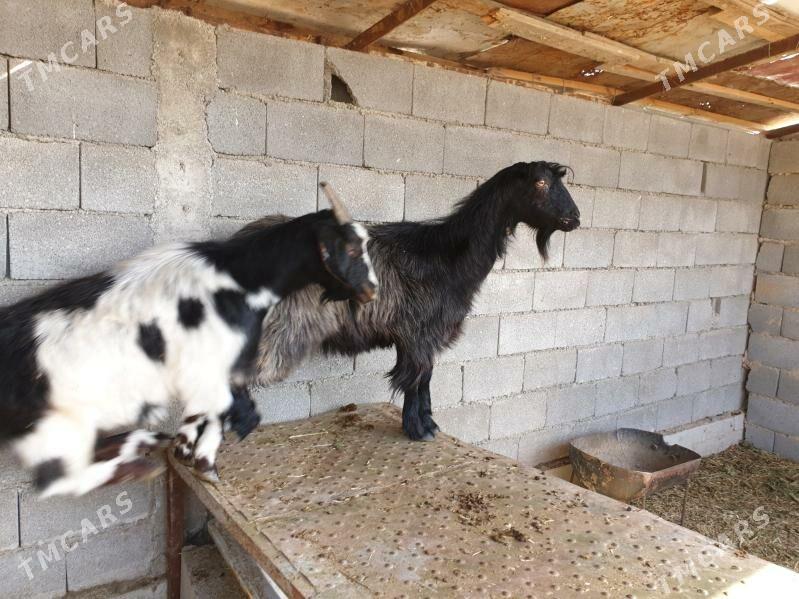 geci - Херрикгала - img 2