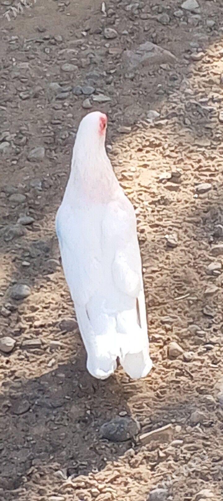 kepderi - Aşgabat - img 2