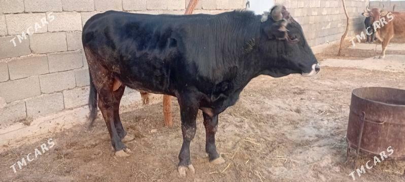 Ökuz - Гызыларбат - img 5