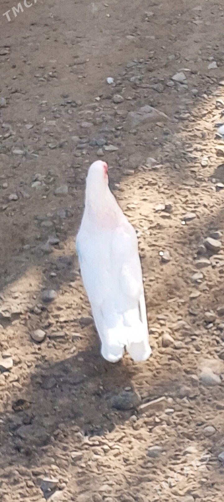 kepderi - Aşgabat - img 3