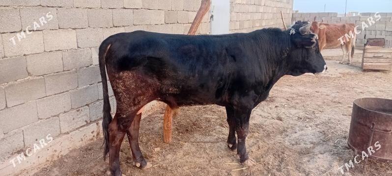 Ökuz - Гызыларбат - img 4