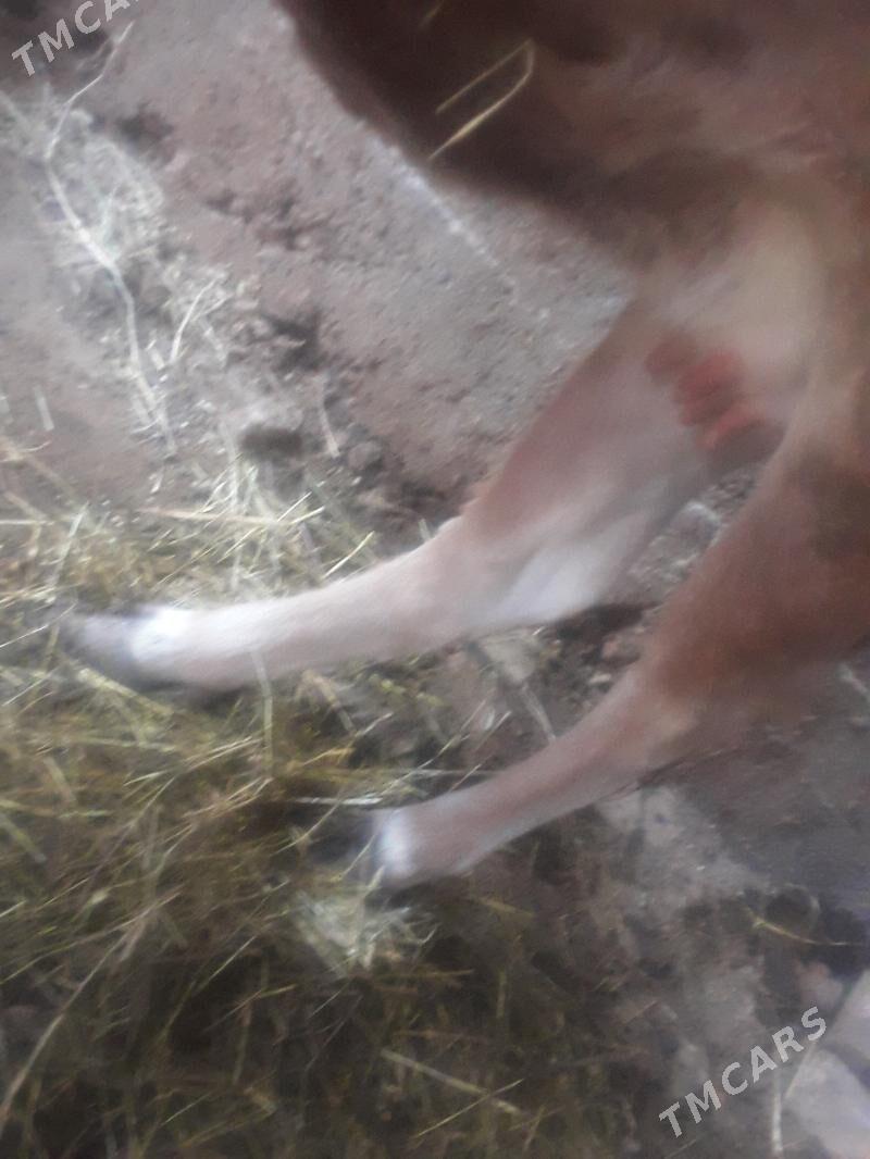 sygyr - Gökdepe - img 5