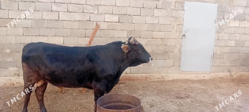 Ökuz - Гызыларбат - img 3