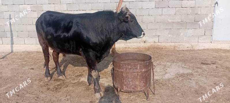 Ökuz - Гызыларбат - img 2