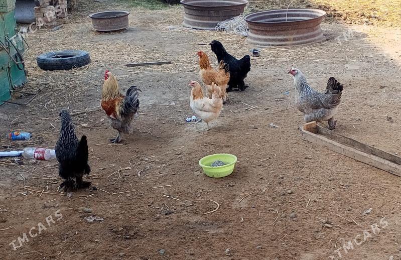 Balgar towuk - Ак-Бугдайский этрап - img 2