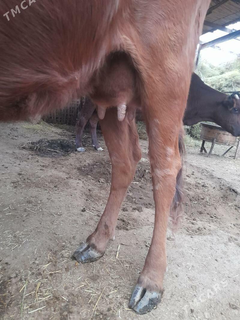 Göleli sygyr - Мары - img 3