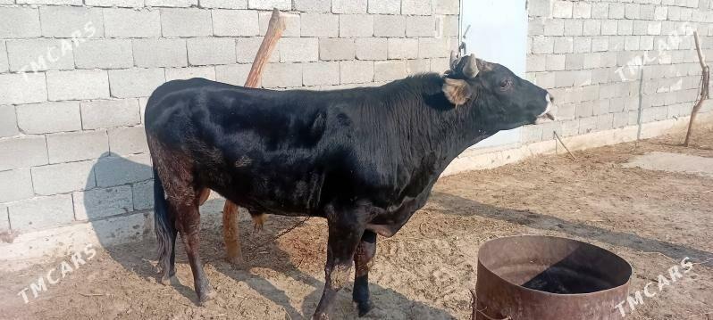 Ökuz - Гызыларбат - img 1