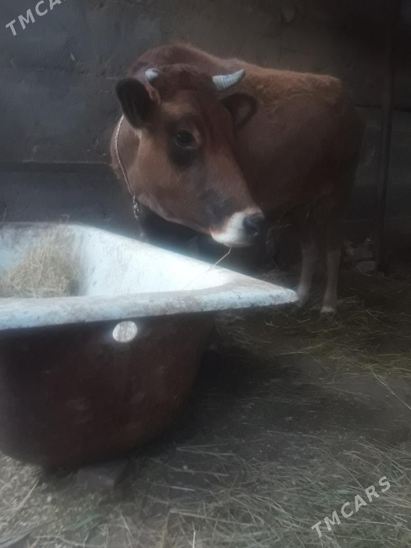 sygyr - Gökdepe - img 2