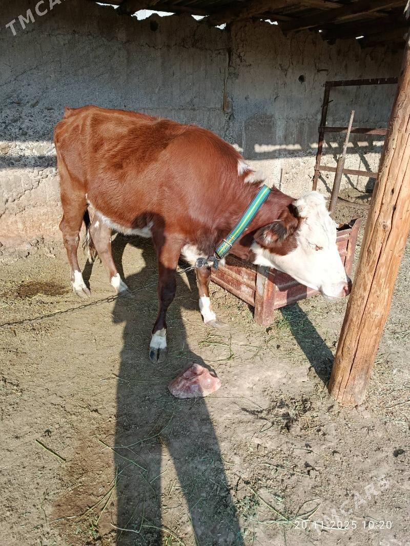 Tuwe - Aşgabat - img 2