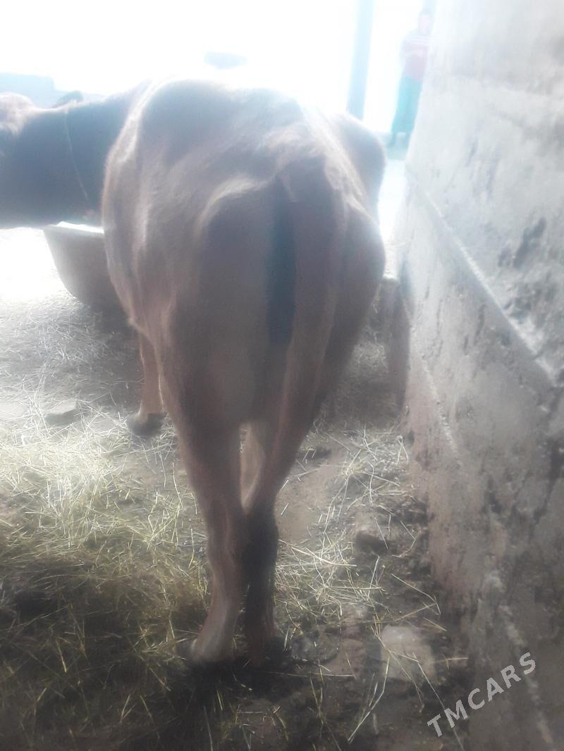 sygyr - Gökdepe - img 4