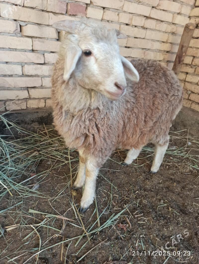 Koçkar - Туркменабат - img 2