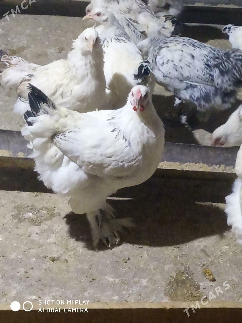 BALGAR JÜJE - Änew - img 1