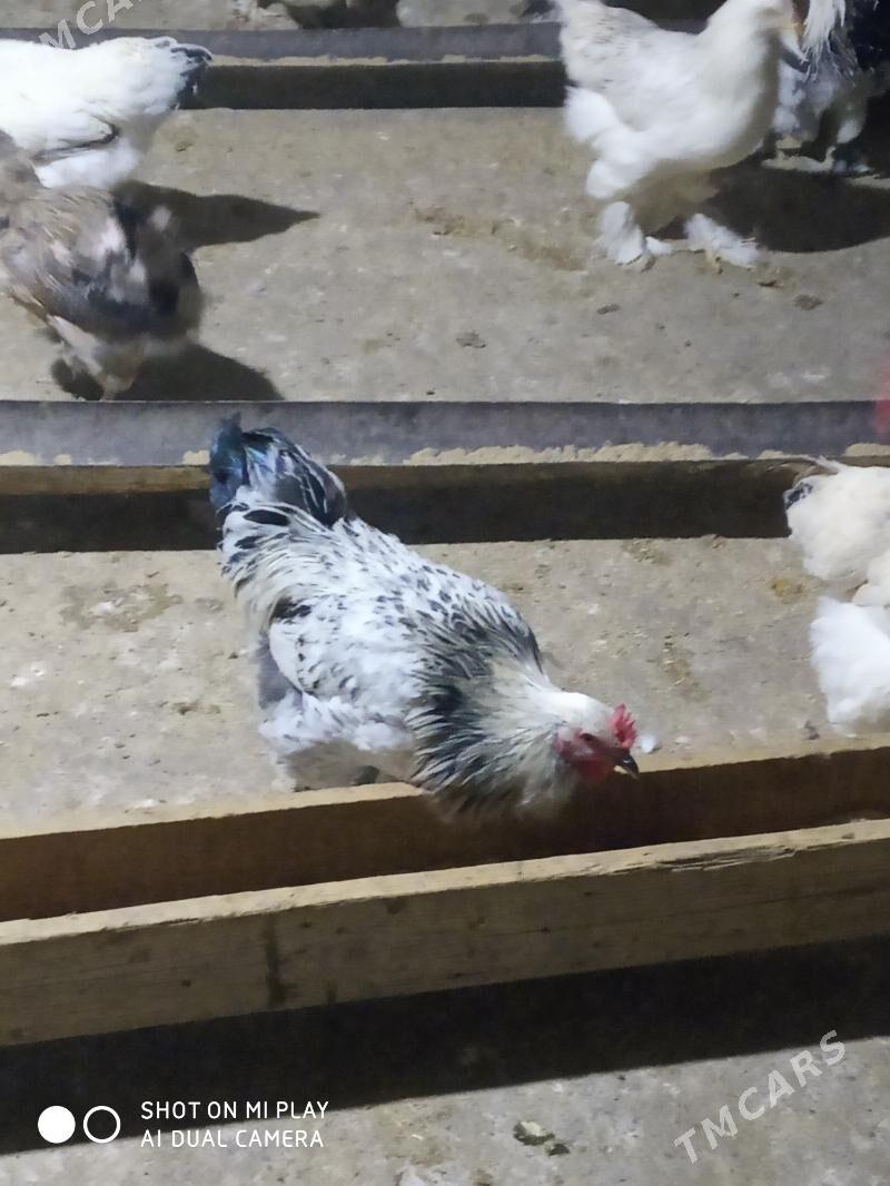 BALGAR JÜJE - Änew - img 5