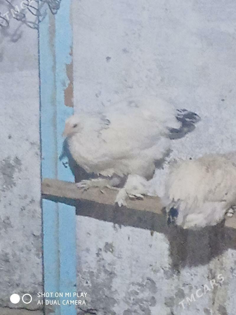 BALGAR JÜJE - Änew - img 4