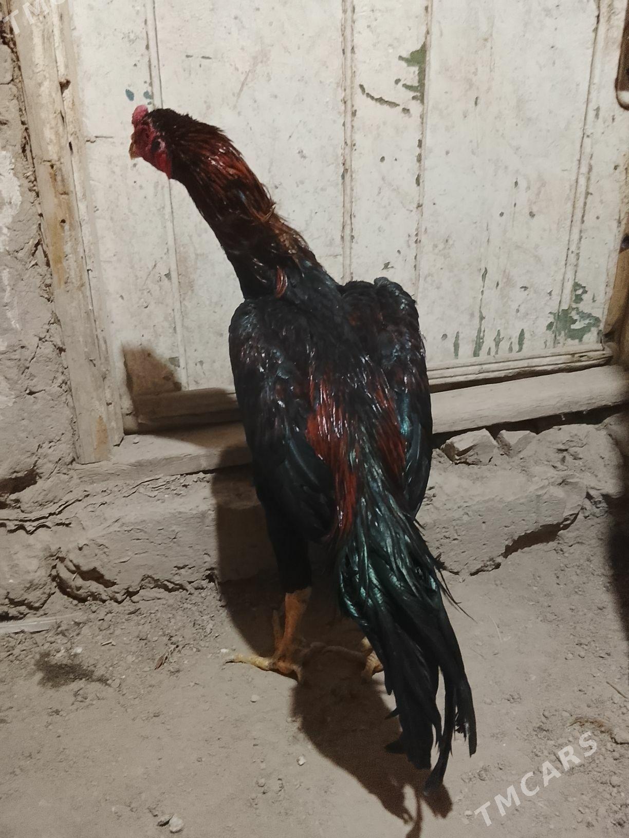 Horaz - Daşoguz - img 3