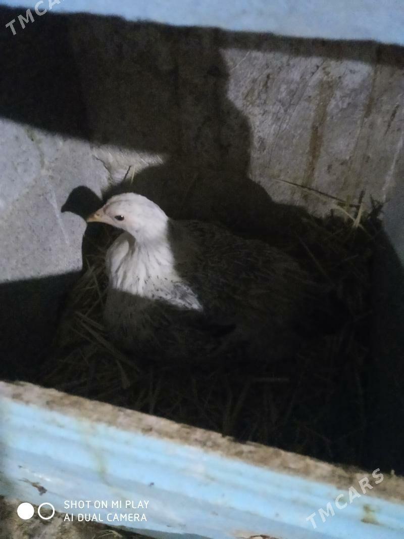 BALGAR JÜJE - Änew - img 2