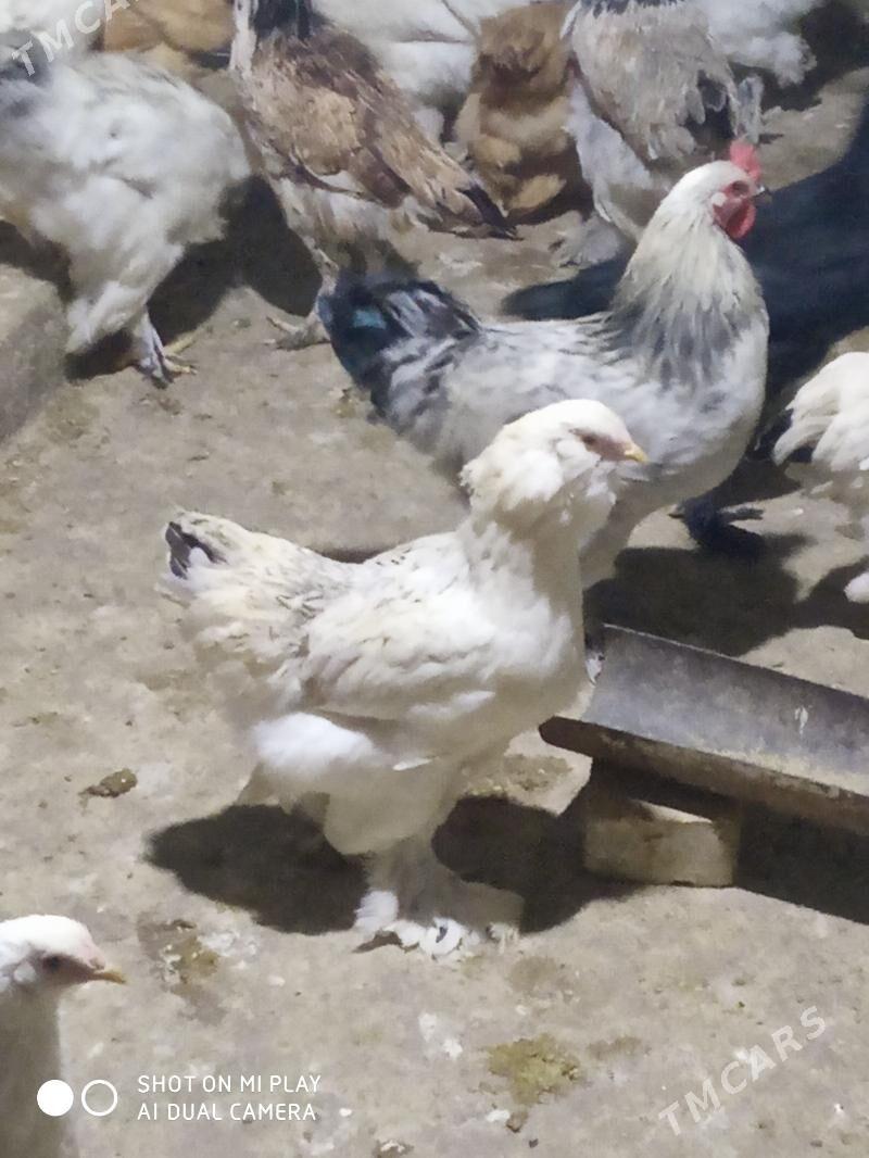 BALGAR JÜJE - Änew - img 3