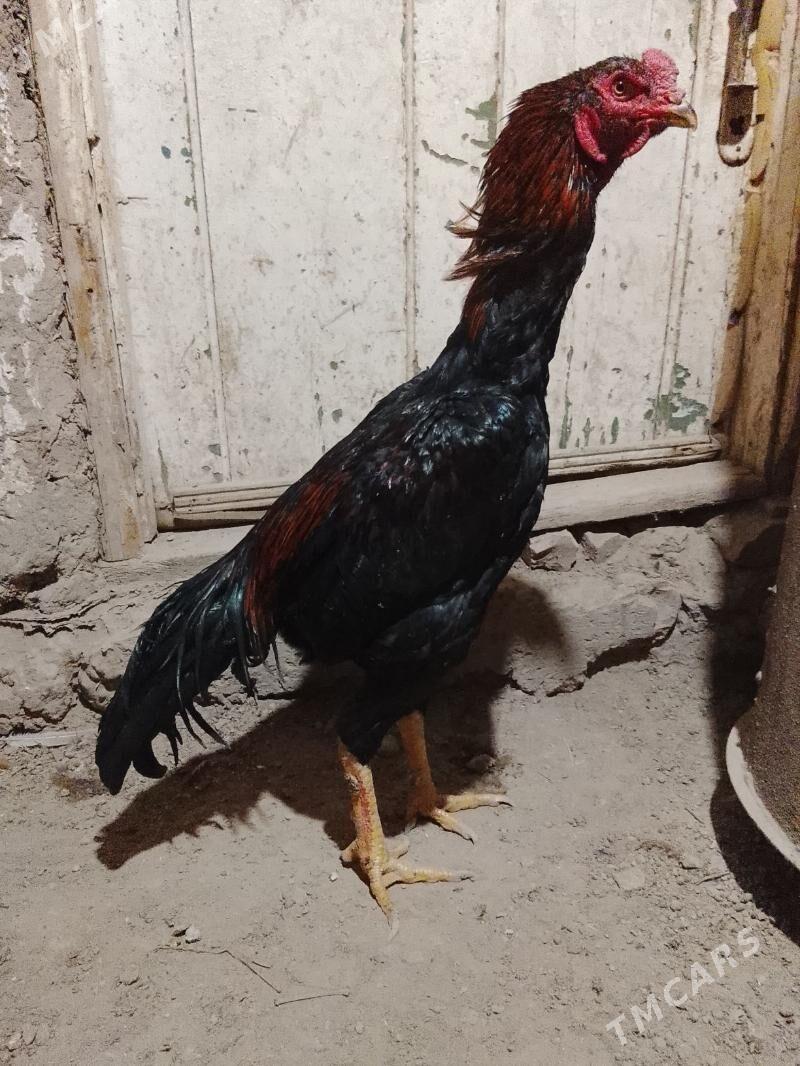 Horaz - Daşoguz - img 2