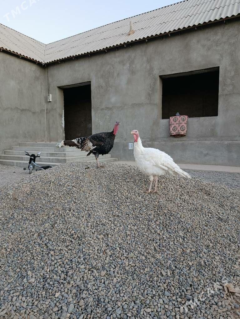 induk - Tejen - img 1