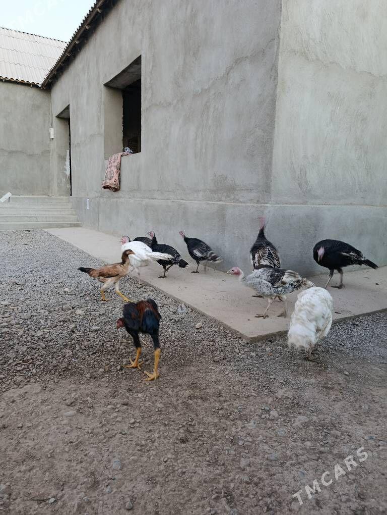 induk - Tejen - img 2