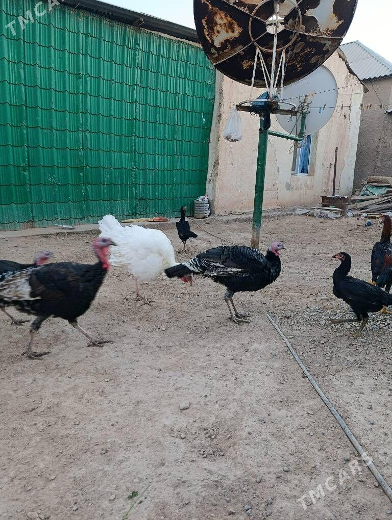 induk - Tejen - img 4