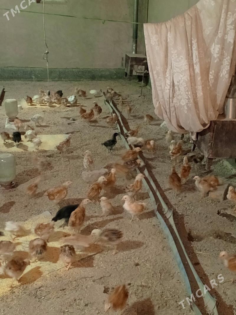 Jüýje - Шабатский этрап - img 1