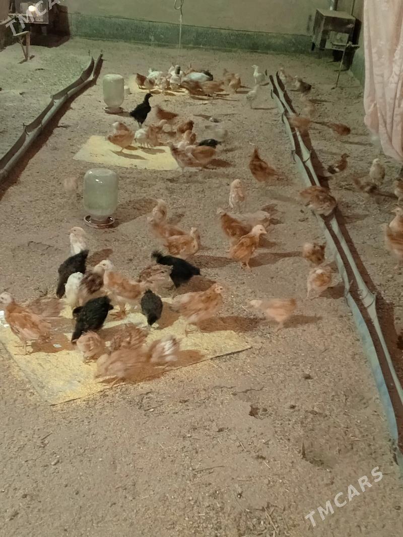 Jüýje - Шабатский этрап - img 3