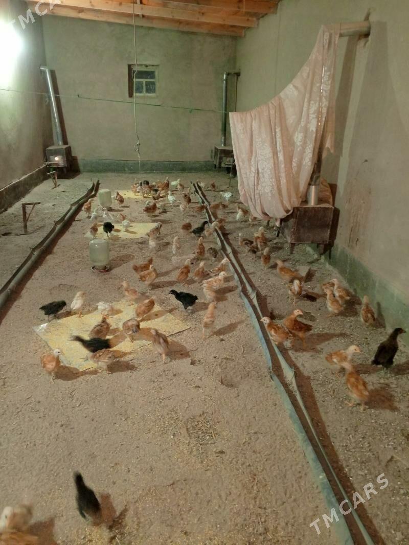 Jüýje - Шабатский этрап - img 2