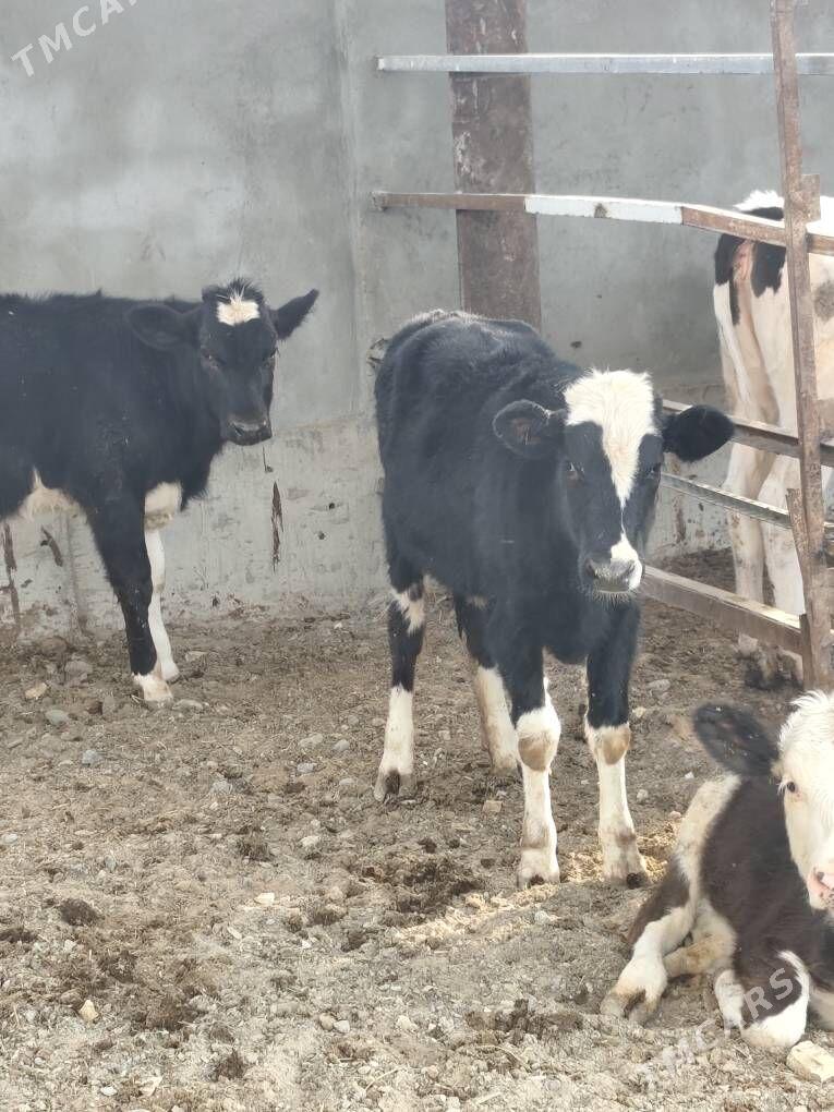 SIMMENTAL TÛWELER - Анев - img 9